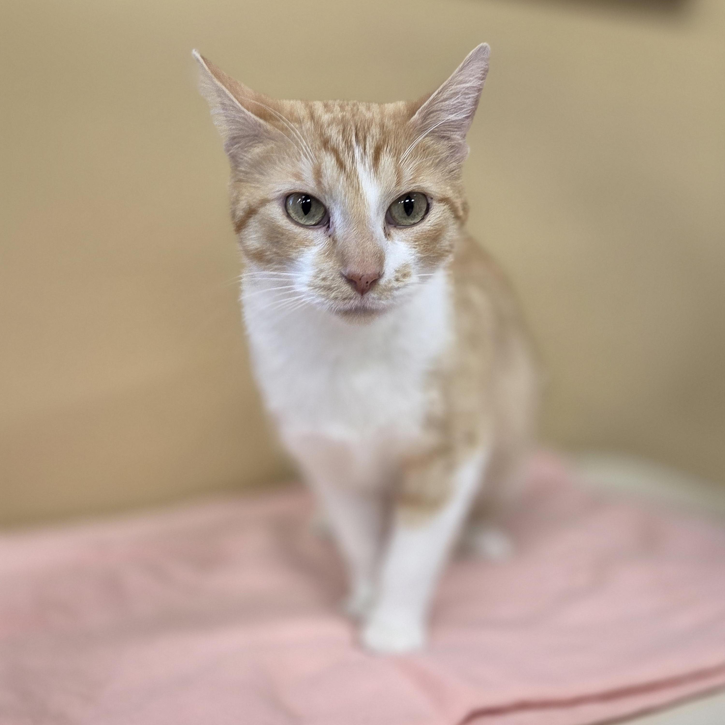 Honeydew, Adoptable, Adult Female Domestic Short Hair.