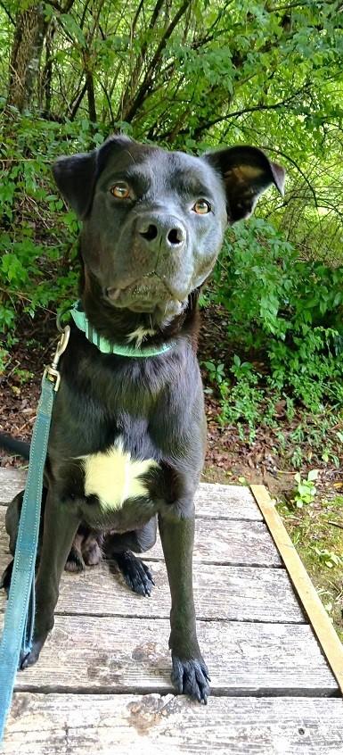 MOOKIE, a ADOPTABLE mixed breed in Pegram, TN image 1/2