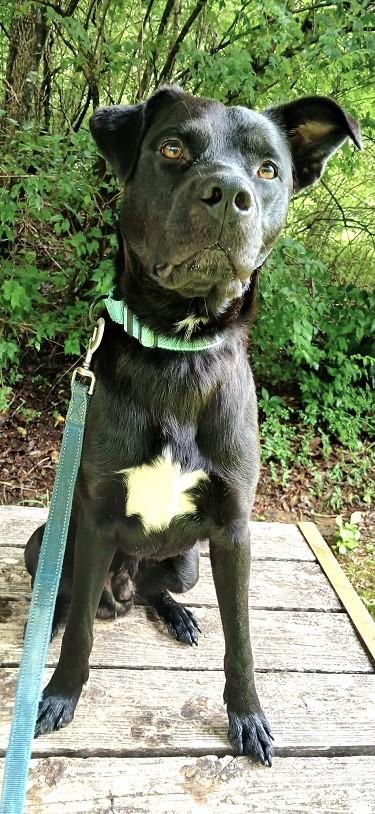 MOOKIE, a ADOPTABLE mixed breed in Pegram, TN image 2/2