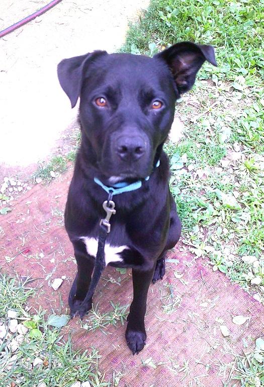 MOOKIE, ADOPTABLE, Adult Male Labrador Retriever.