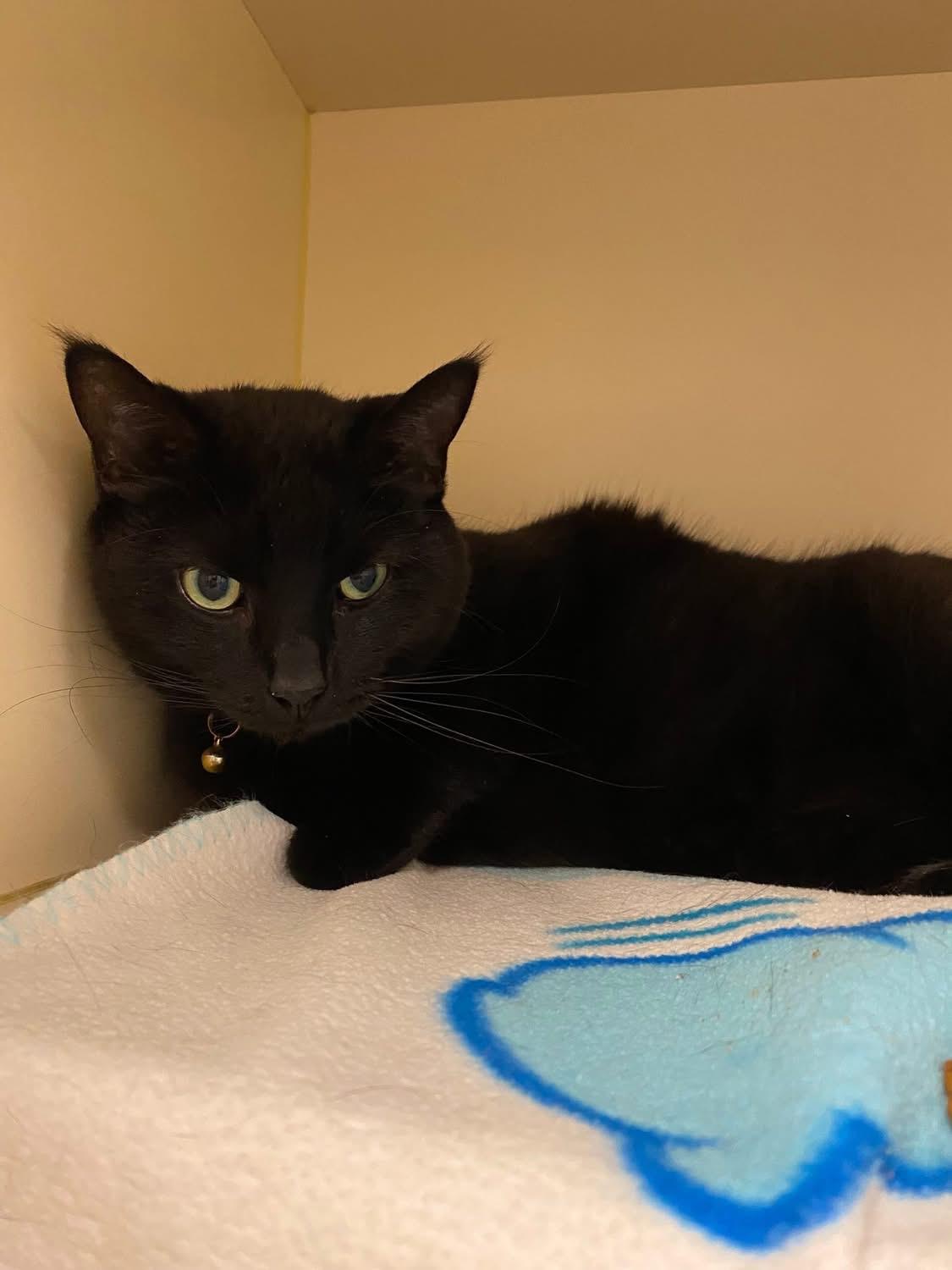 Enlarge Binx **front declawed**, an adopted Domestic Short Hair in Elyria, OH image 2/4