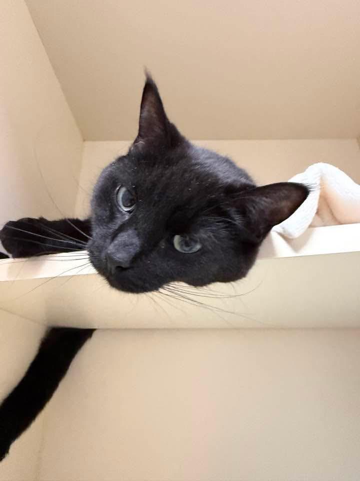 Enlarge Binx **front declawed**, an adopted Domestic Short Hair in Elyria, OH image 4/4