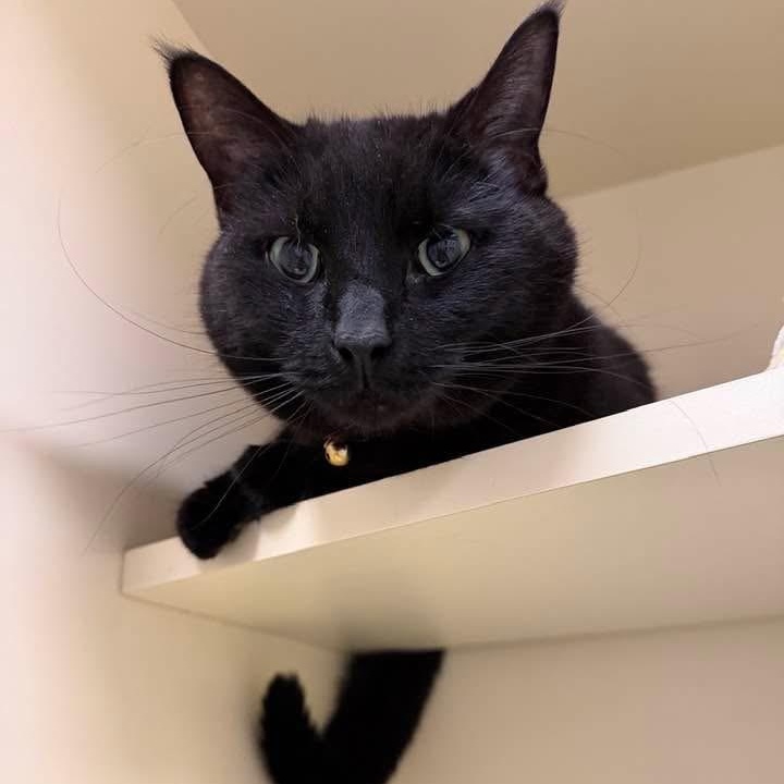 Enlarge Binx **front declawed**, an adopted Domestic Short Hair in Elyria, OH image 3/4