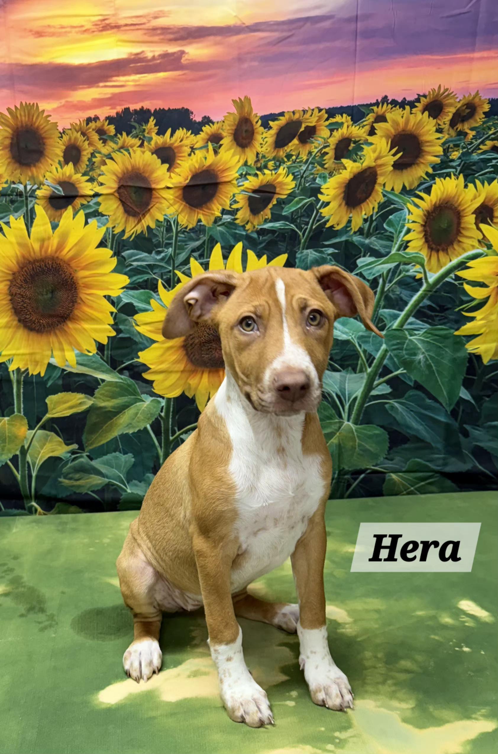 Enlarge Hera, a Adoptable mixed breed in Urbana, OH image 1/1