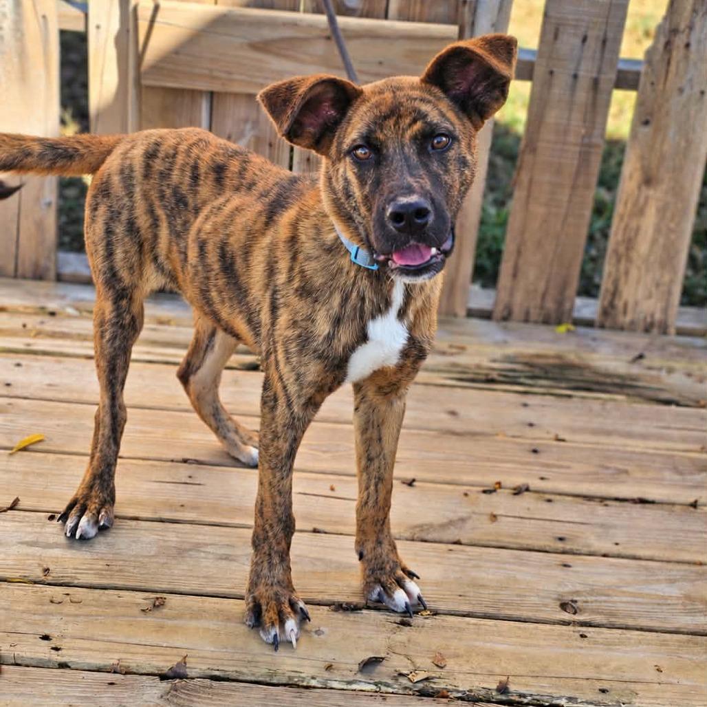 TNGC-Stray-1397, Adoptable, Young Male Black Mouth Cur & Mixed Breed.