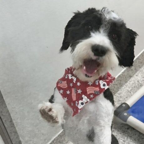 Olaf, ADOPTABLE, Adult Male Miniature Poodle.