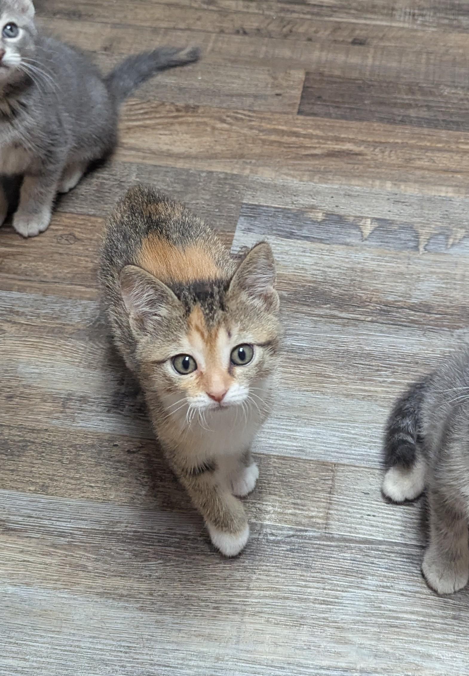 Scarlett, Adoptable, Kitten Female Domestic Short Hair.