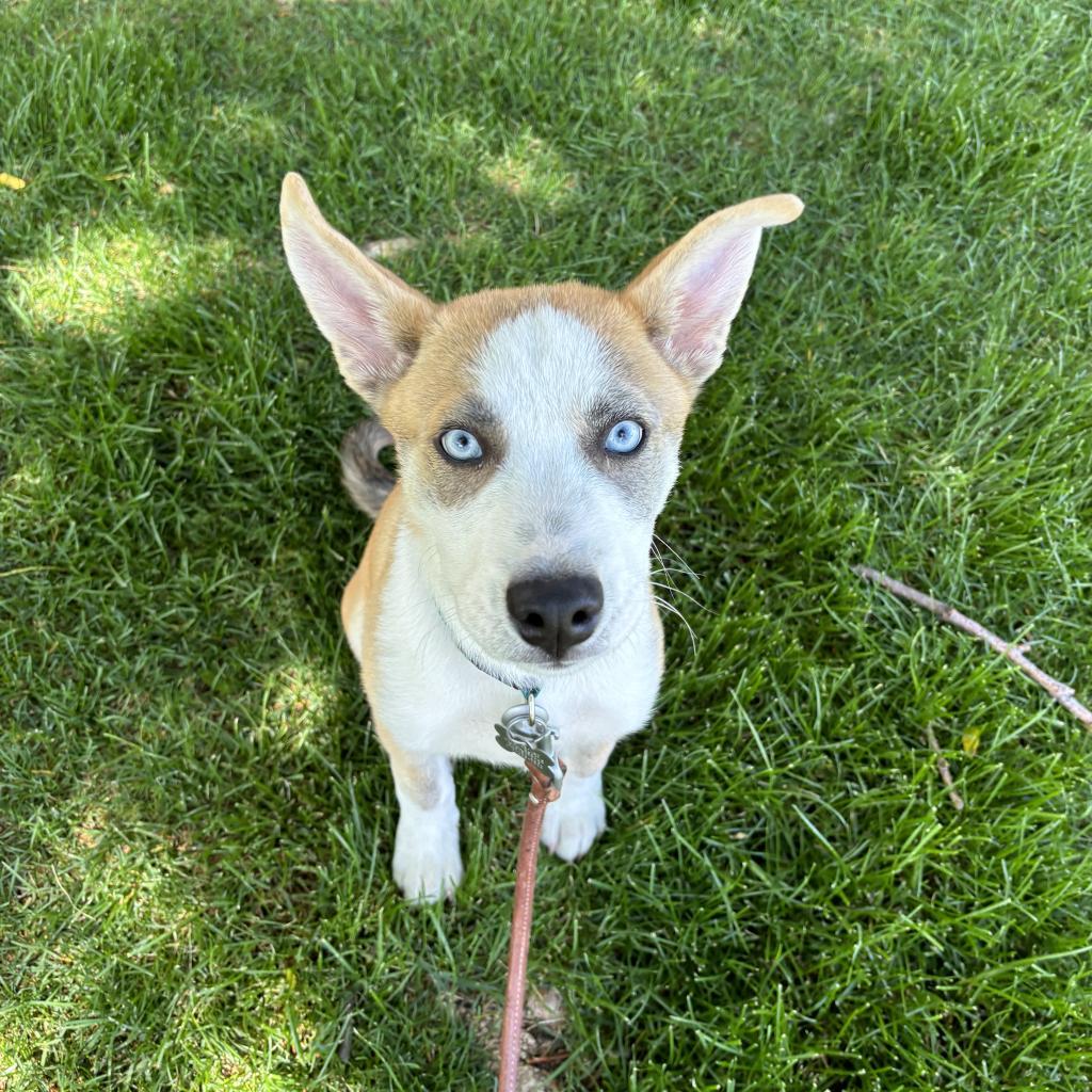 Enlarge Dallas, a Adoptable mixed breed in Fort Collins, CO image 1/6