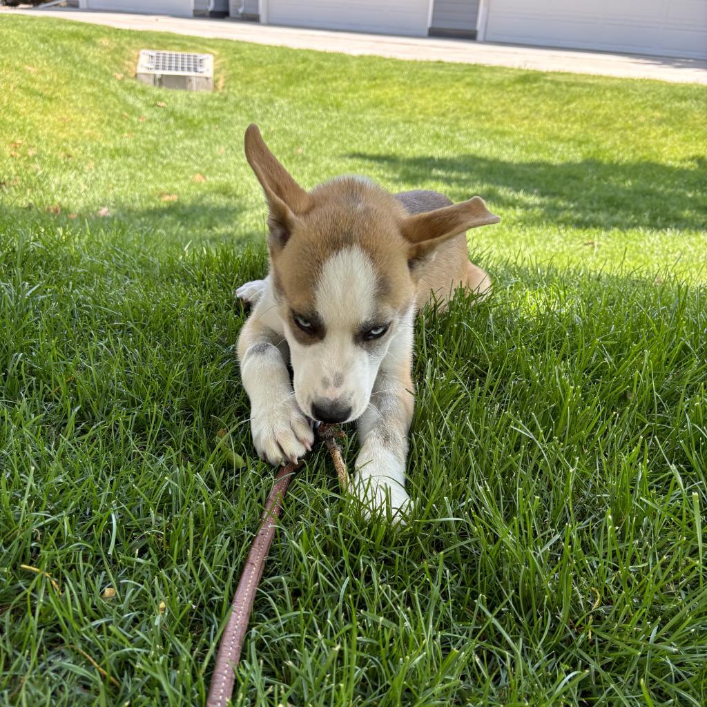Enlarge Dallas, a Adoptable mixed breed in Fort Collins, CO image 2/6