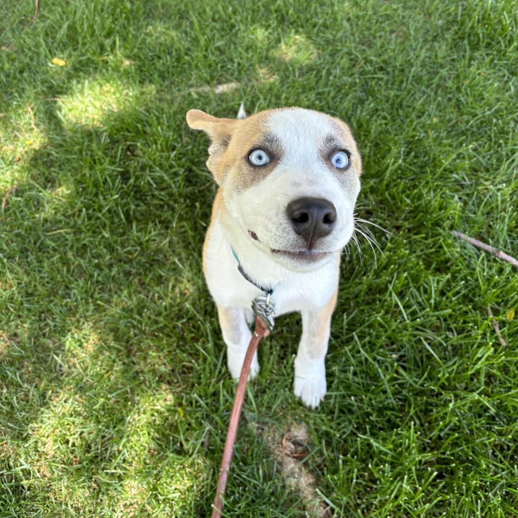 Enlarge Dallas, a Adoptable mixed breed in Fort Collins, CO image 5/6