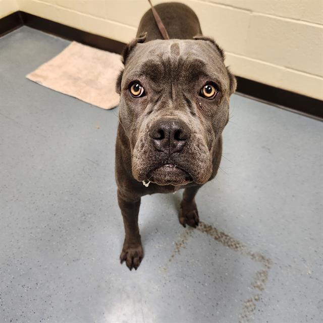 MOCHA, Adoptable, Young Female Cane Corso.