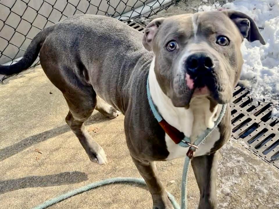 Amadeus, ADOPTABLE, Adult Male Pit Bull Terrier.