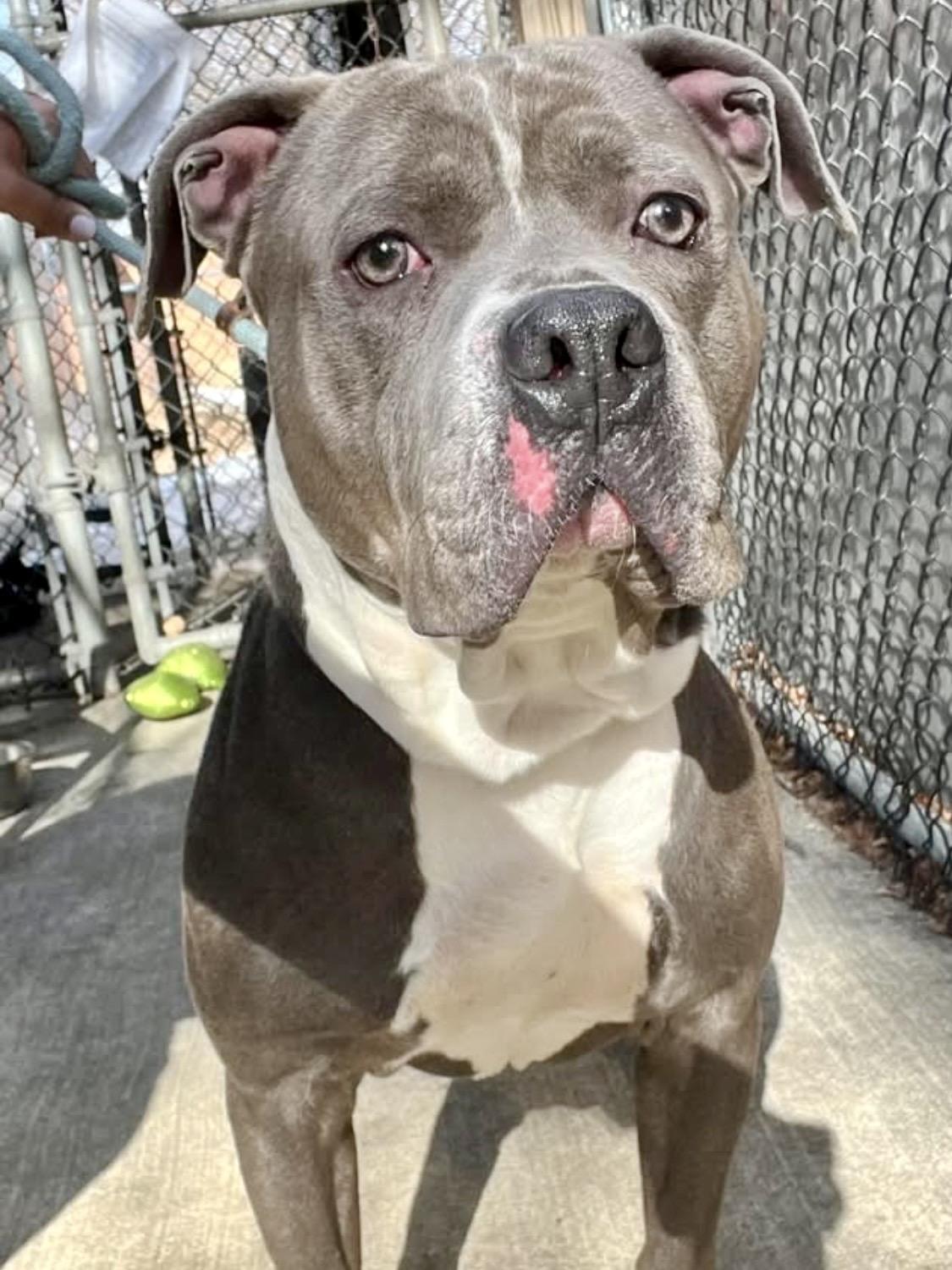 Enlarge Amadeus, a ADOPTABLE Pit Bull Terrier in Chicago, IL image 3/5