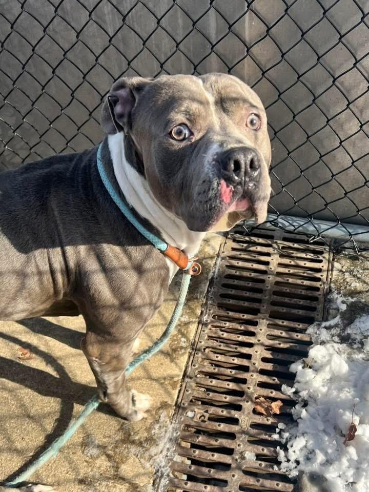 Enlarge Amadeus, a ADOPTABLE Pit Bull Terrier in Chicago, IL image 4/5