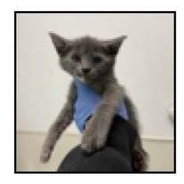 Lilly, a Adoptable Domestic Short Hair in Escondido, CA image 1/5