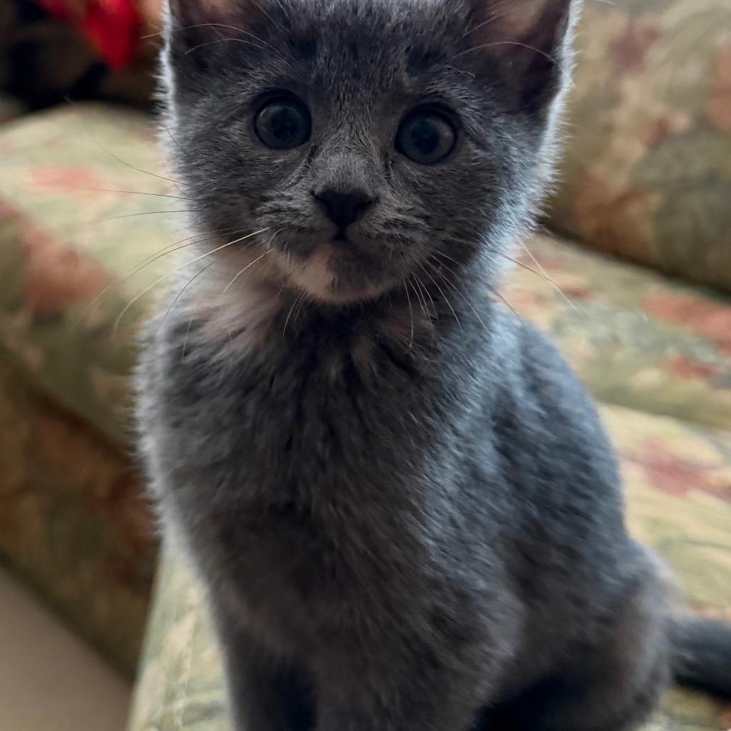 Lilly, a Adoptable Domestic Short Hair in Escondido, CA image 2/5
