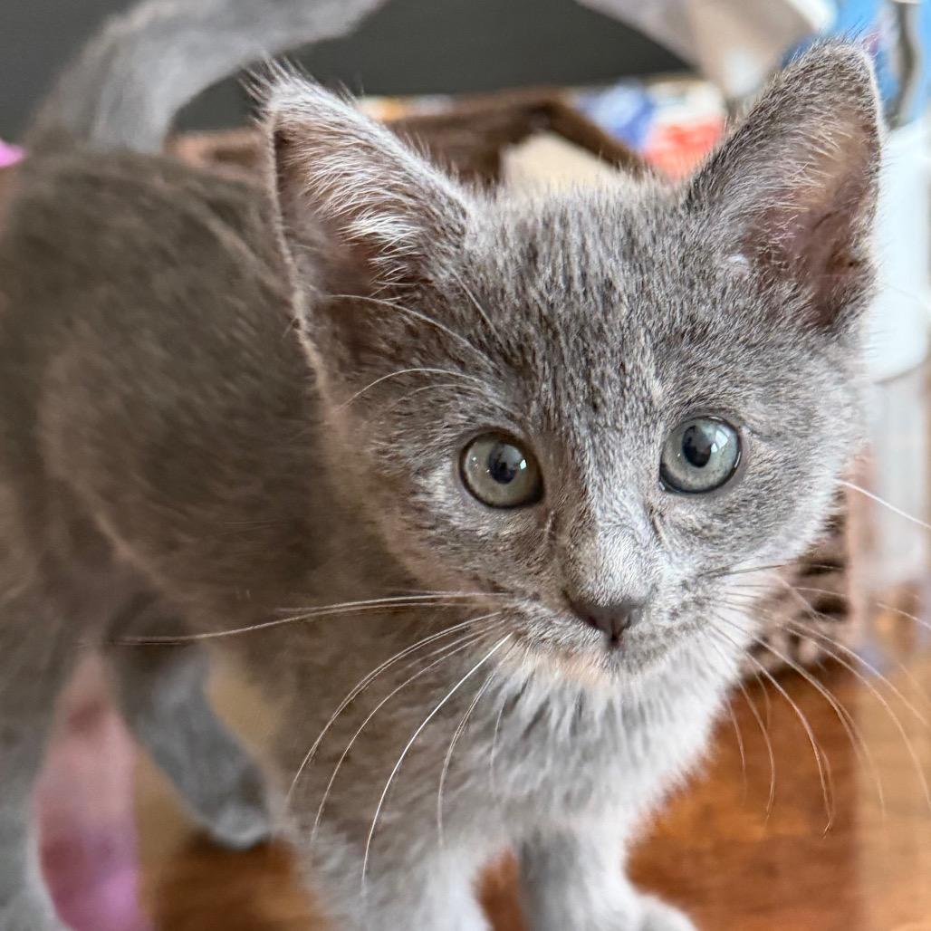 Lilly, a Adoptable Domestic Short Hair in Escondido, CA image 3/5