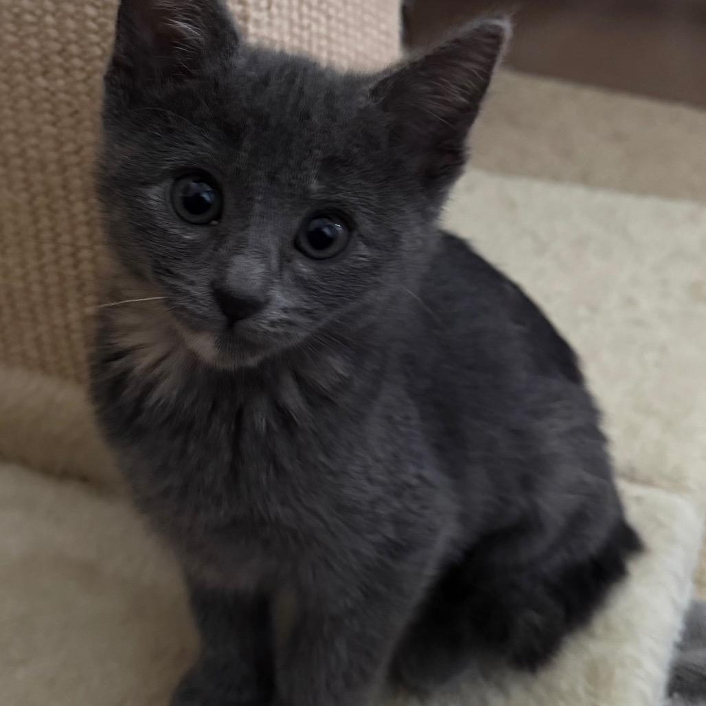 Lilly, a Adoptable Domestic Short Hair in Escondido, CA image 4/5