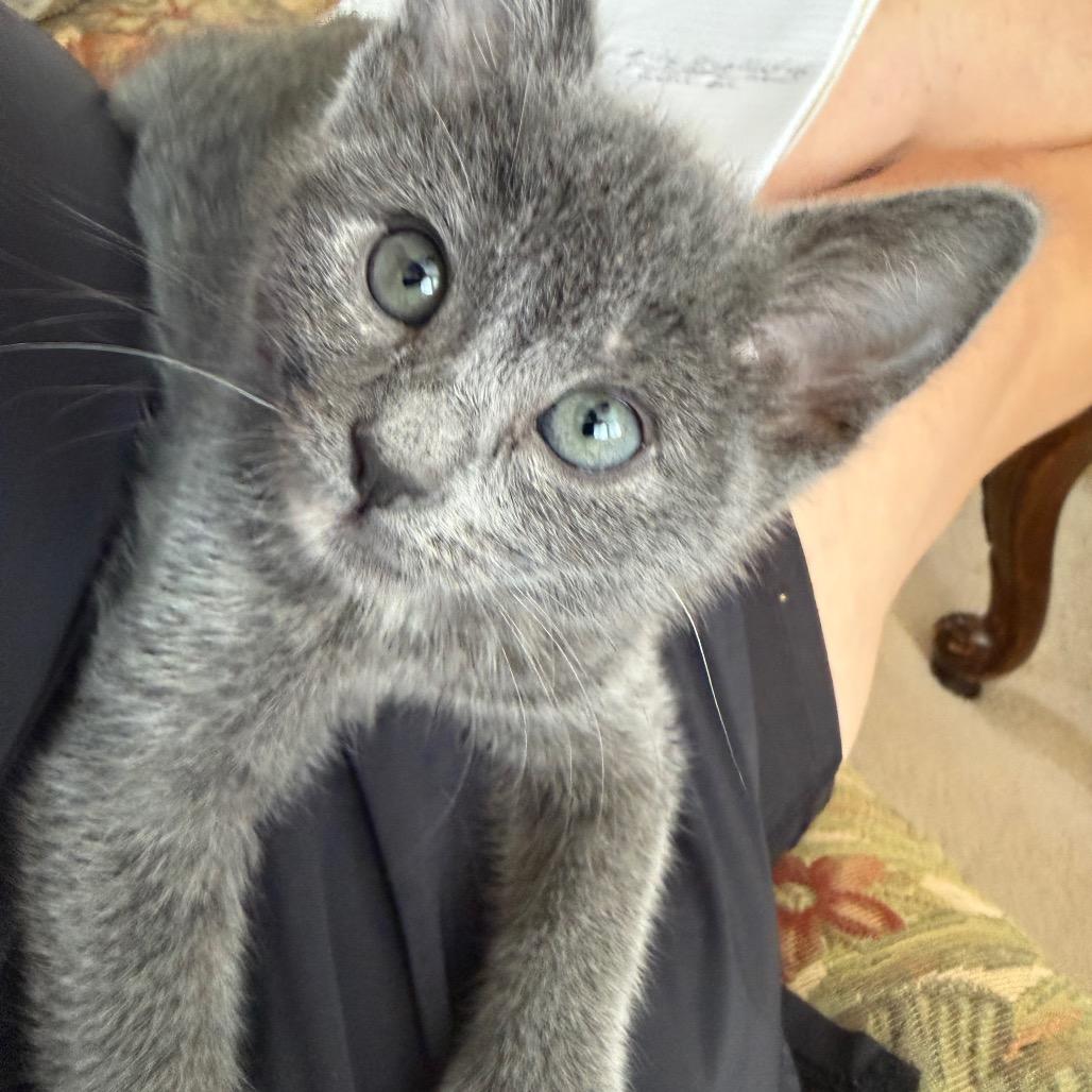 Lilly, a Adoptable Domestic Short Hair in Escondido, CA image 5/5