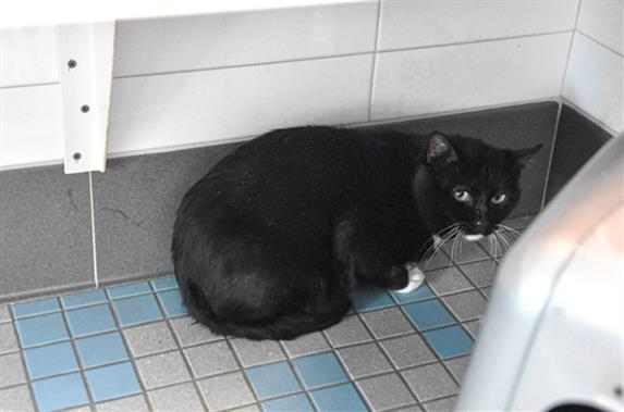 MILES, Adoptable, Young Male Domestic Short Hair.
