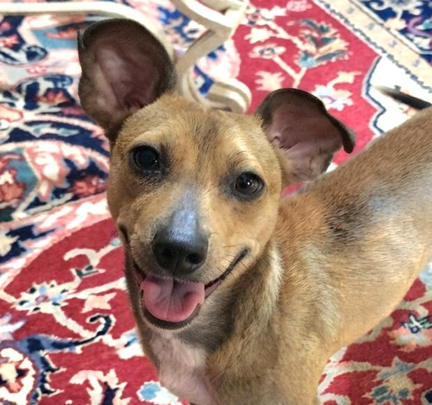 Elmer, a ADOPTABLE mixed breed in Cumming, GA image 1/6