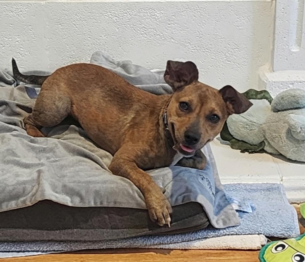 Elmer, a ADOPTABLE mixed breed in Cumming, GA image 4/6