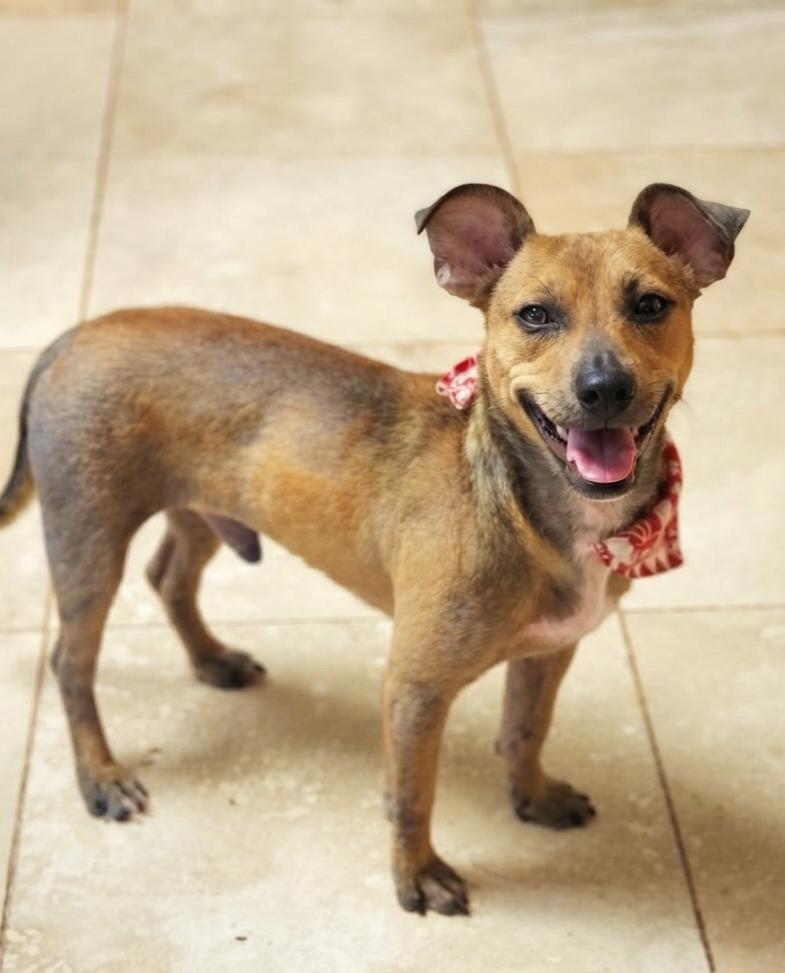 Elmer, a ADOPTABLE mixed breed in Cumming, GA image 3/6