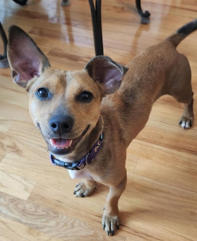 Elmer, a ADOPTABLE mixed breed in Cumming, GA image 6/6