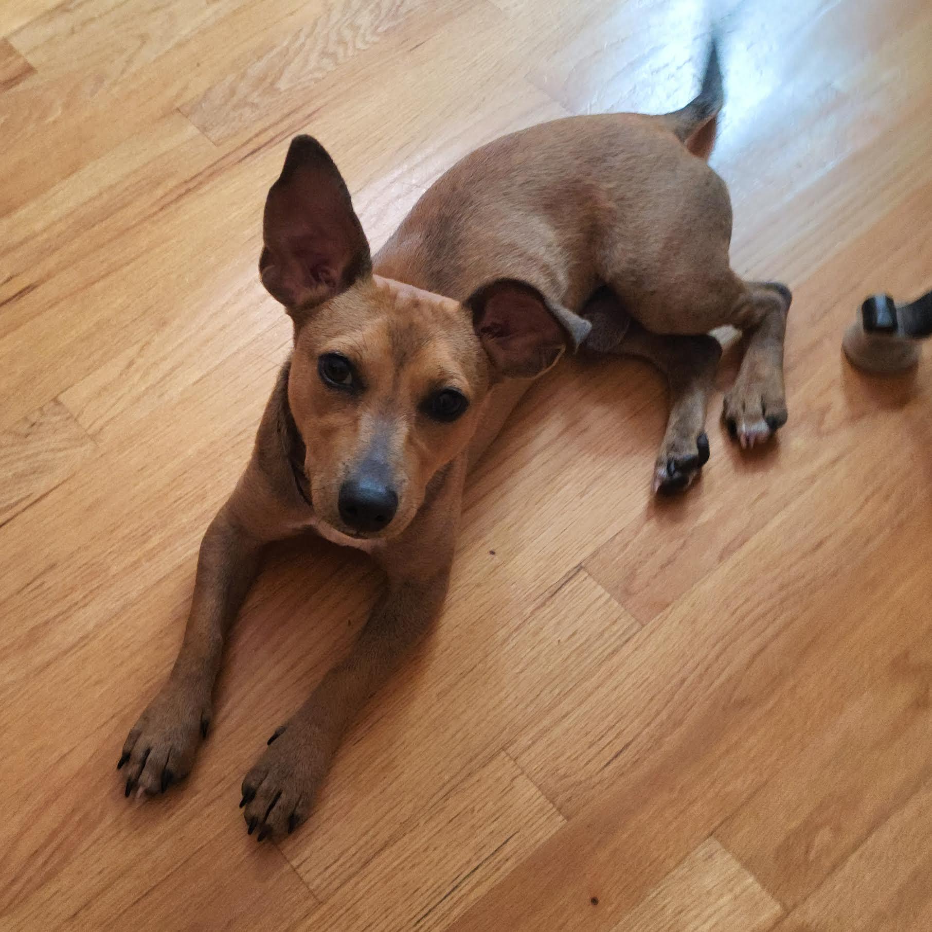 Elmer, a ADOPTABLE mixed breed in Cumming, GA image 5/6