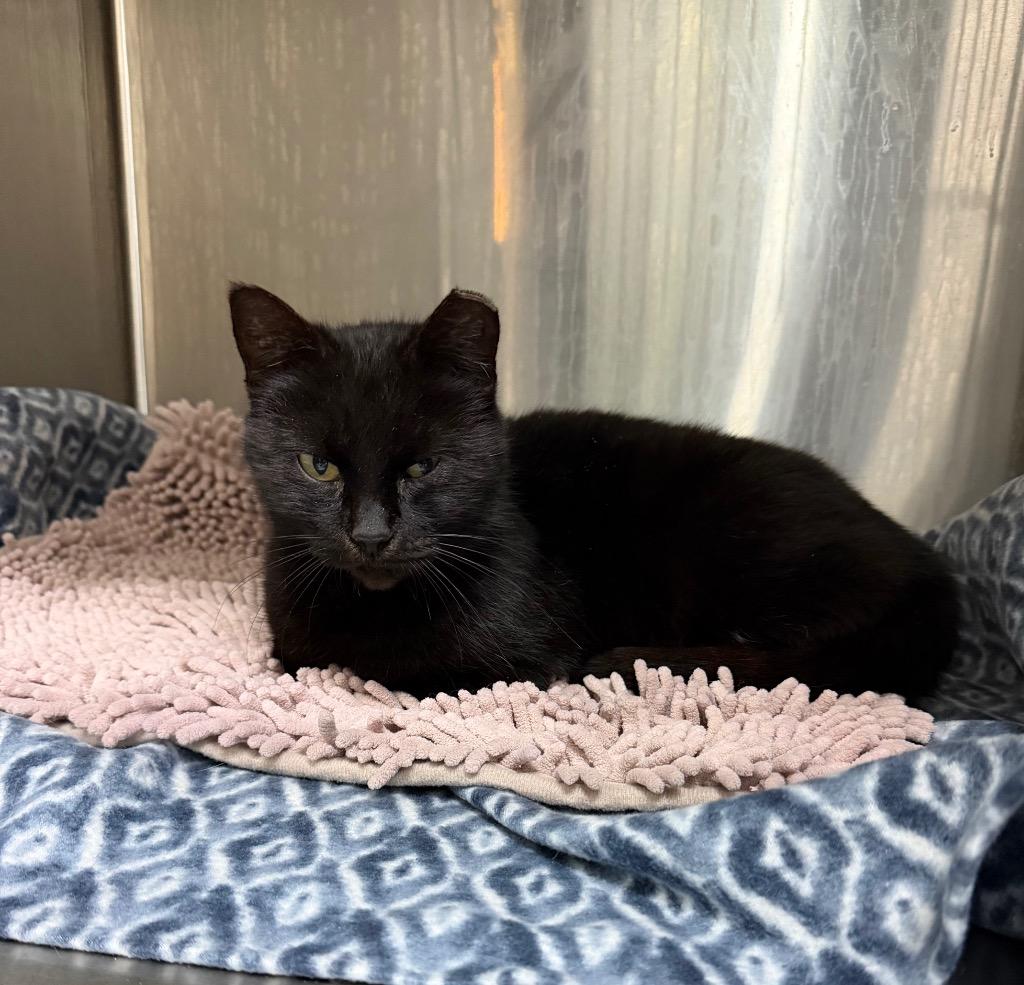 Enlarge Luna, a Adoptable mixed breed in Seven Points, TX image 1/1