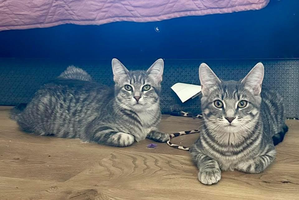 Boss and Bullitt, a Adoptable Domestic Short Hair in Crystal Lake, IL image 1/4