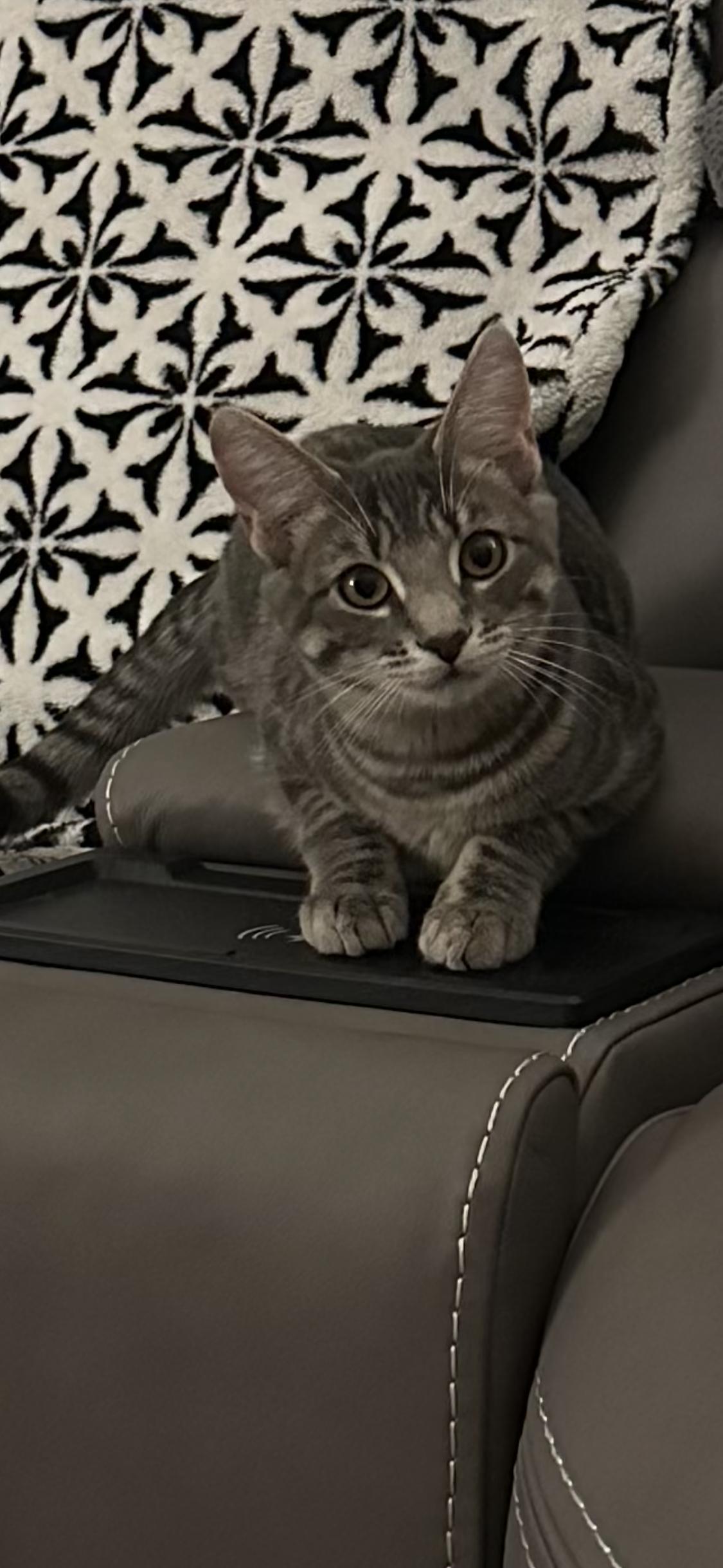 Boss and Bullitt, a Adoptable Domestic Short Hair in Crystal Lake, IL image 2/4