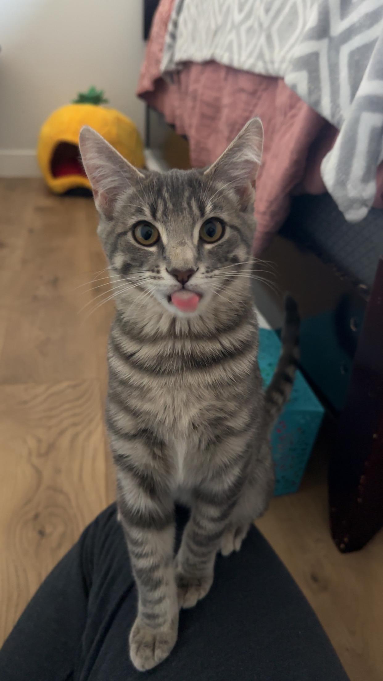 Boss, a Adoptable Domestic Short Hair in Crystal Lake, IL image 3/5