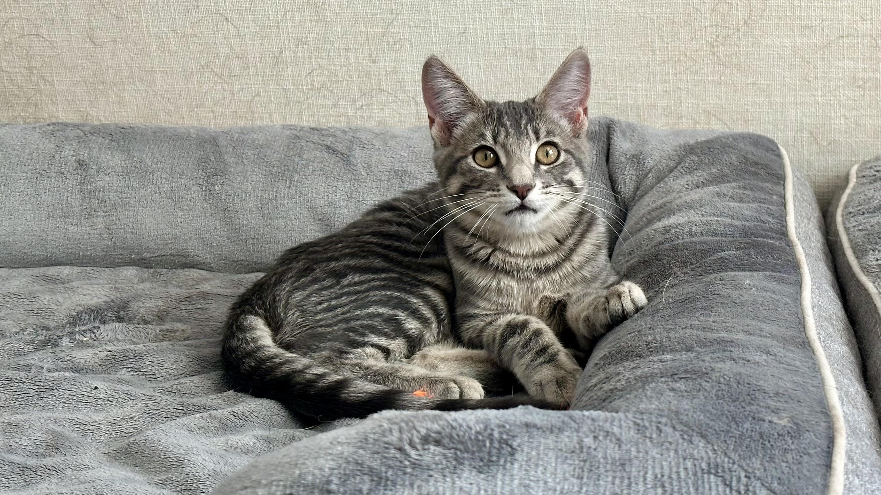 Boss and Bullitt, Adoptable, Kitten Female Domestic Short Hair.