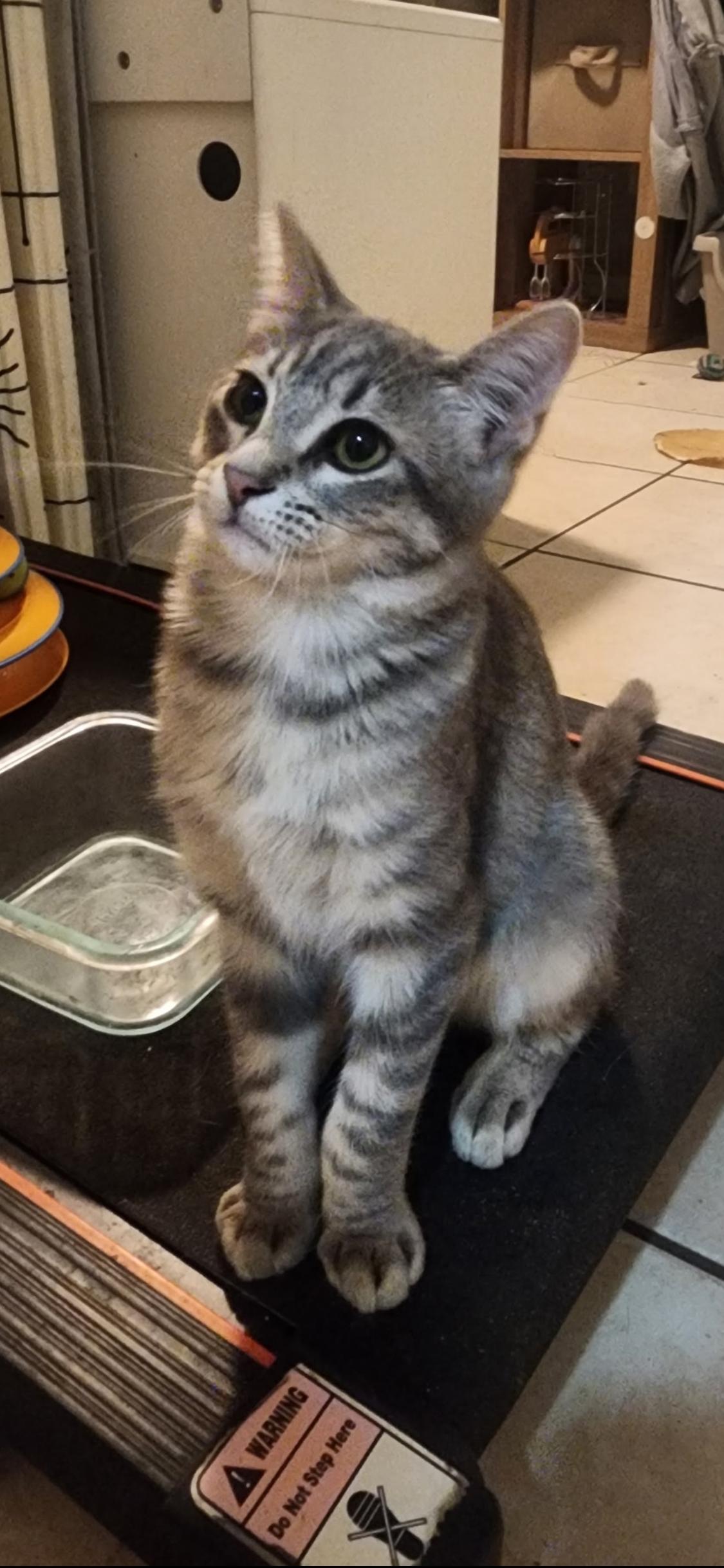 Boss, a Adoptable Domestic Short Hair in Crystal Lake, IL image 4/5