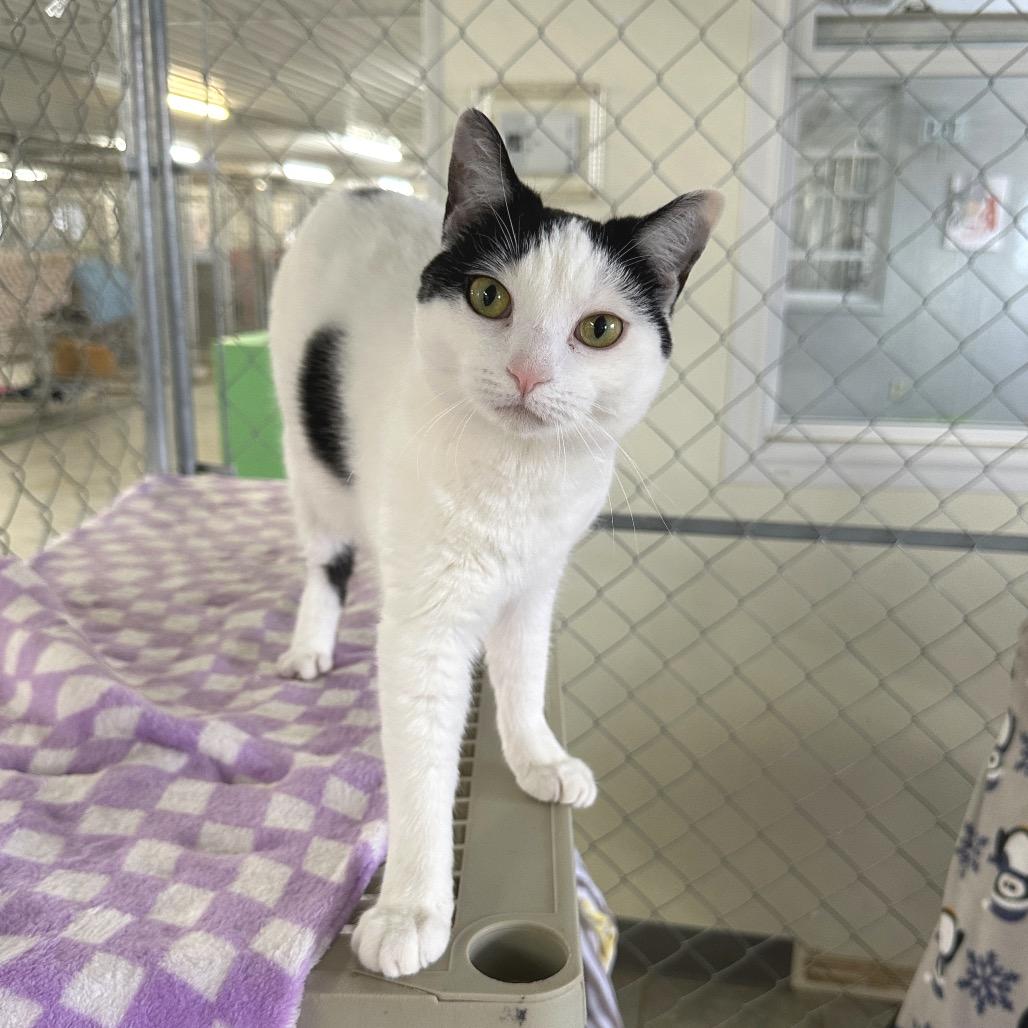 Pearl, Adoptable, Adult Female Domestic Short Hair.