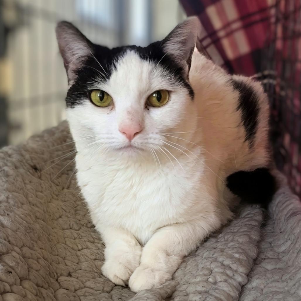 Pearl, a Adoptable Domestic Short Hair in East Smithfield , PA image 1/6