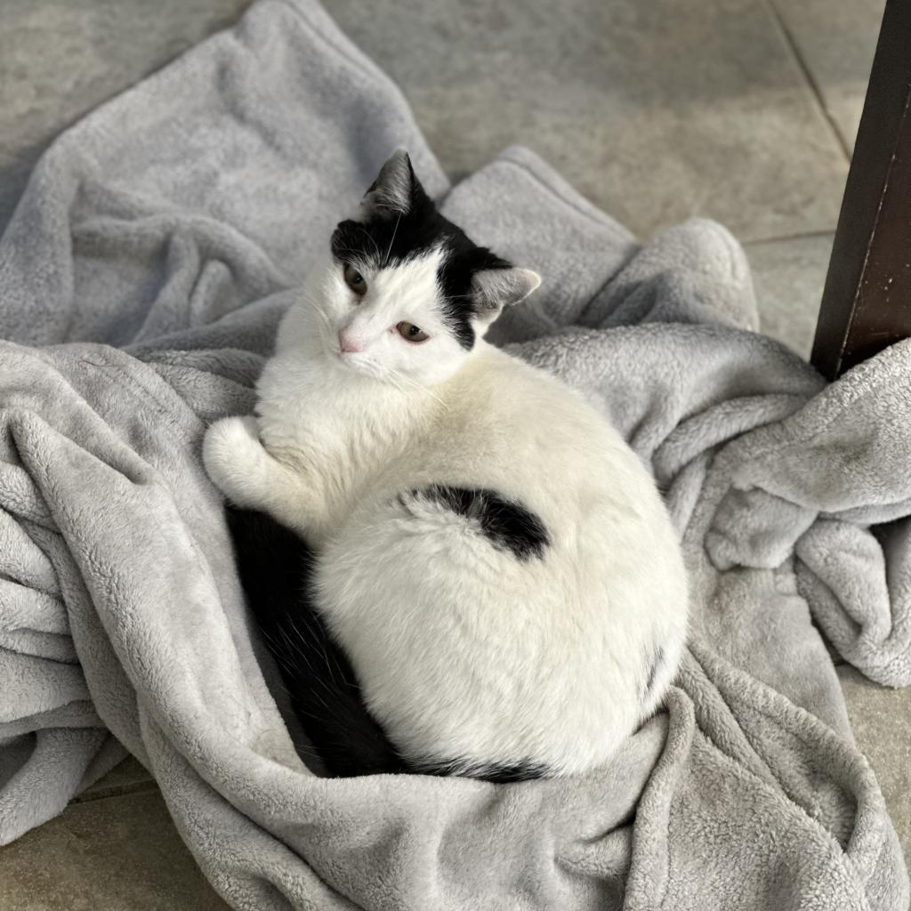 Enlarge Pearl, a Adoptable Domestic Short Hair in East Smithfield , PA image 2/6