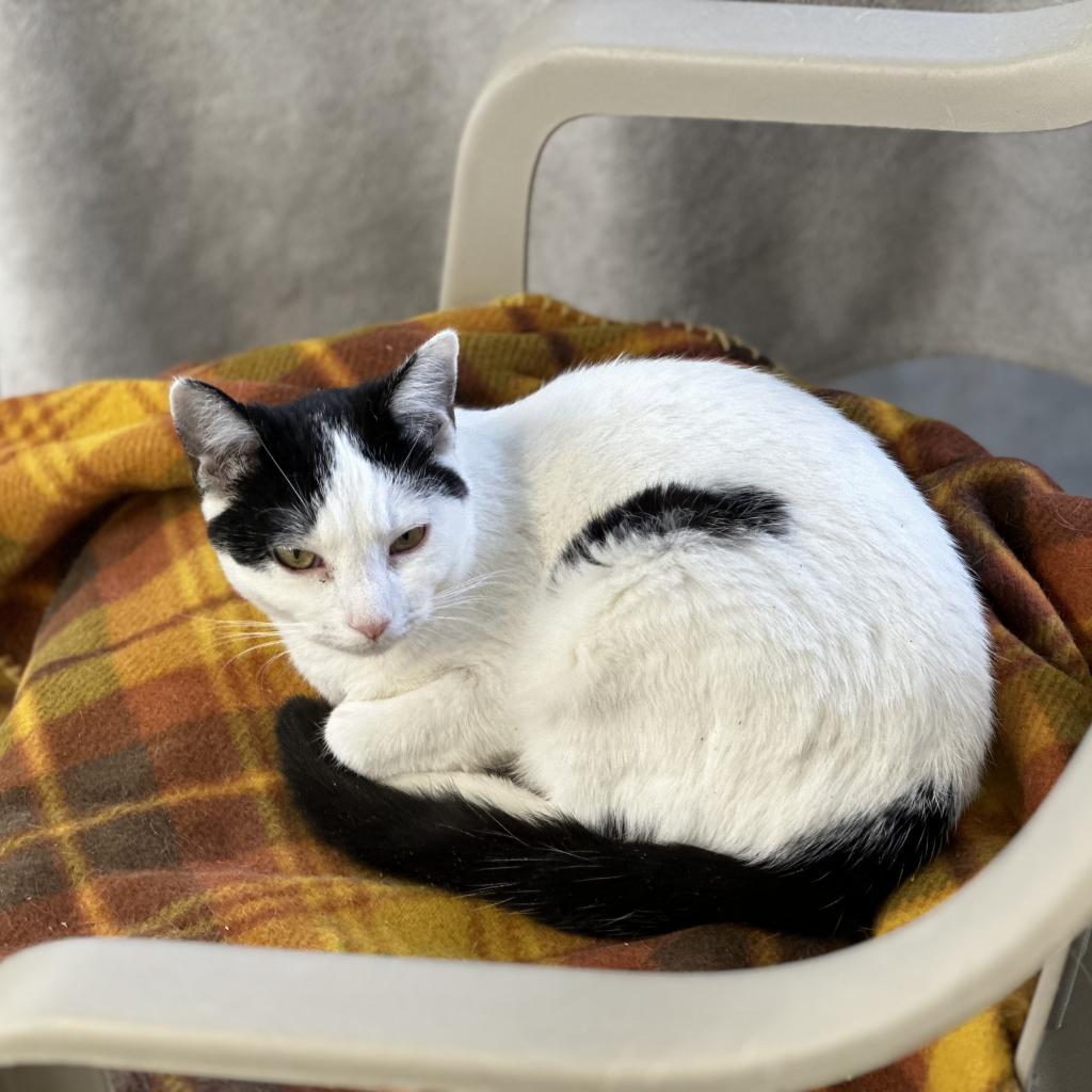 Enlarge Pearl, a Adoptable Domestic Short Hair in East Smithfield , PA image 3/6