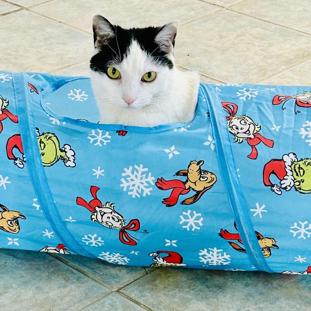 Enlarge Pearl, a Adoptable Domestic Short Hair in East Smithfield , PA image 3/6