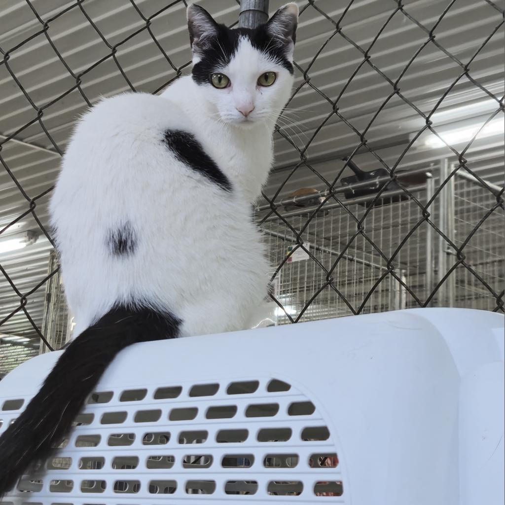 Enlarge Pearl, a Adoptable Domestic Short Hair in East Smithfield , PA image 4/6