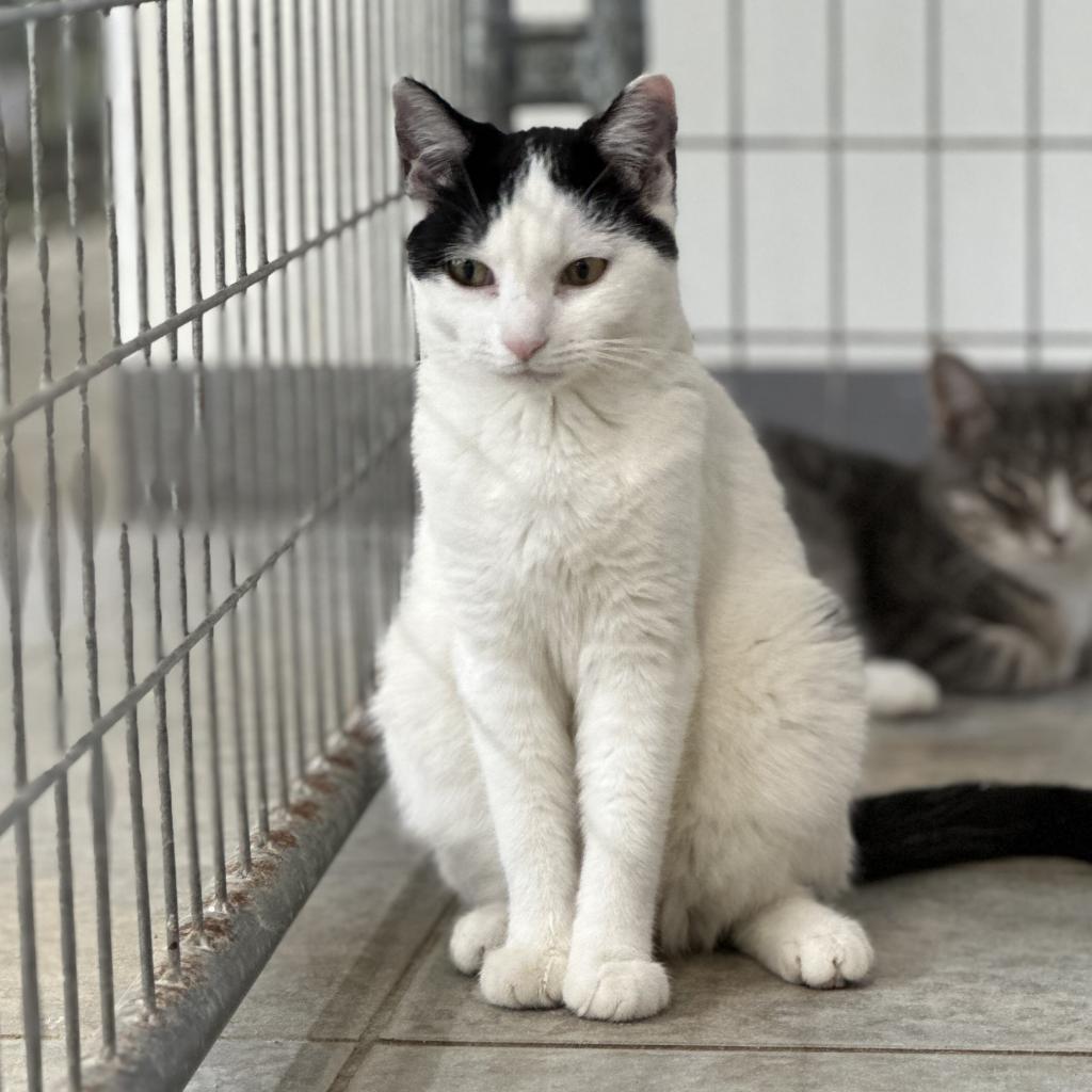 Enlarge Pearl, a Adoptable Domestic Short Hair in East Smithfield , PA image 5/6