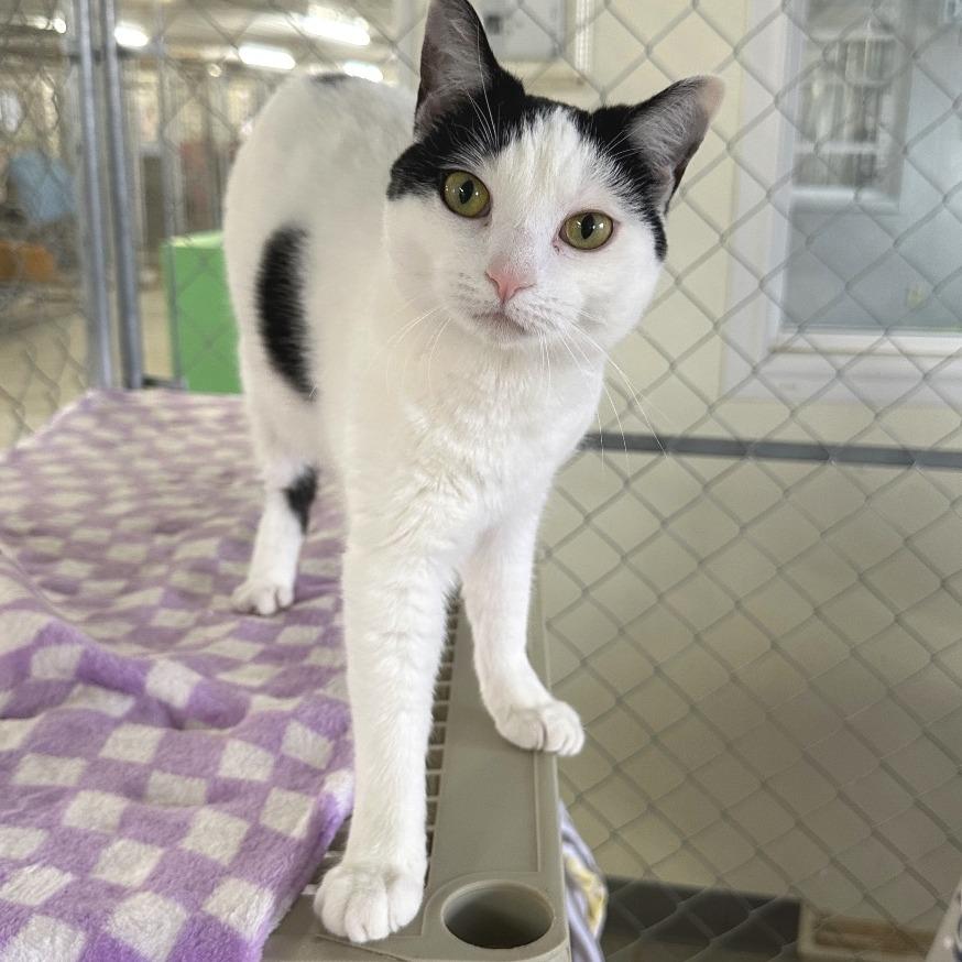 Pearl, a Adoptable Domestic Short Hair in East Smithfield , PA image 5/6