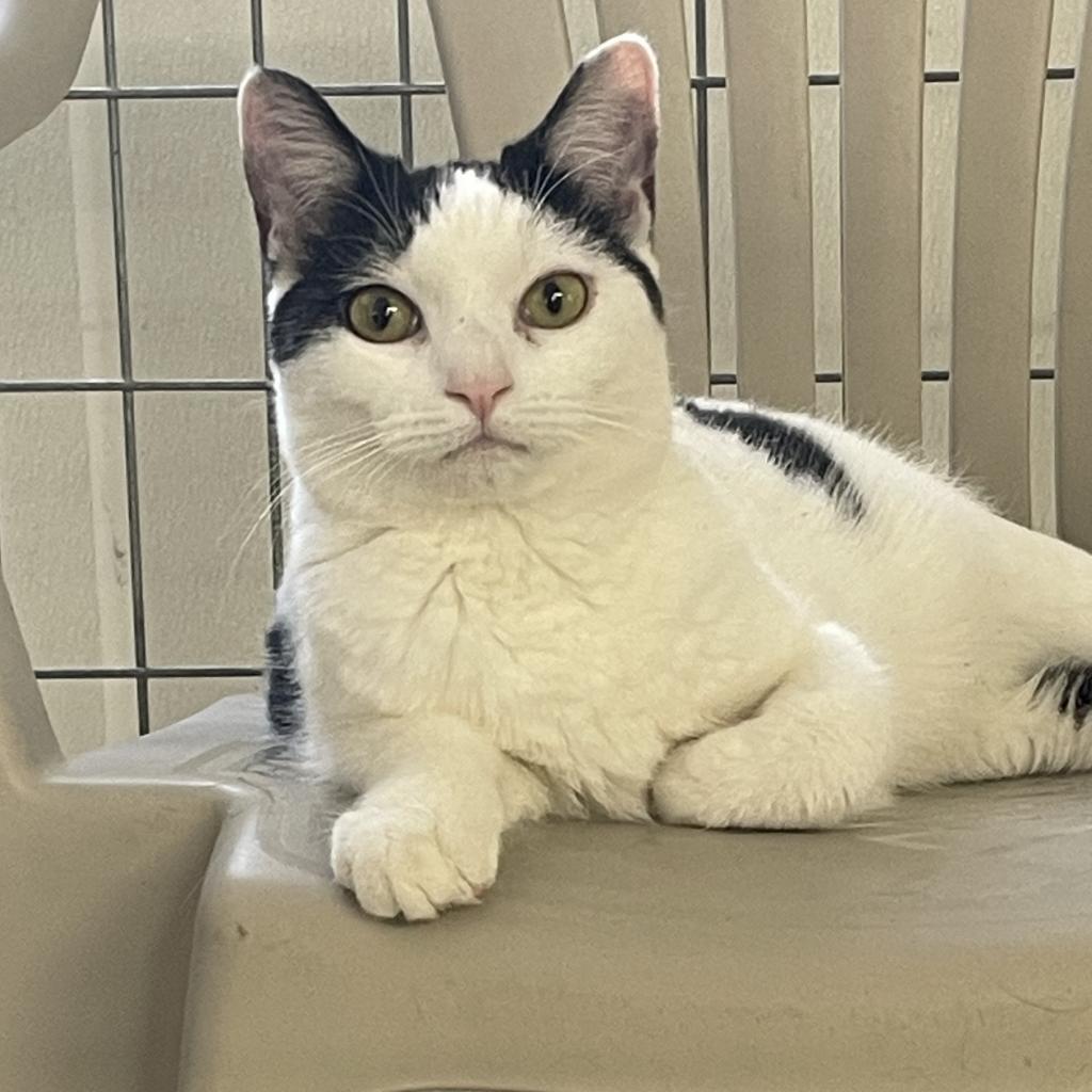 Enlarge Pearl, a Adoptable Domestic Short Hair in East Smithfield , PA image 6/6