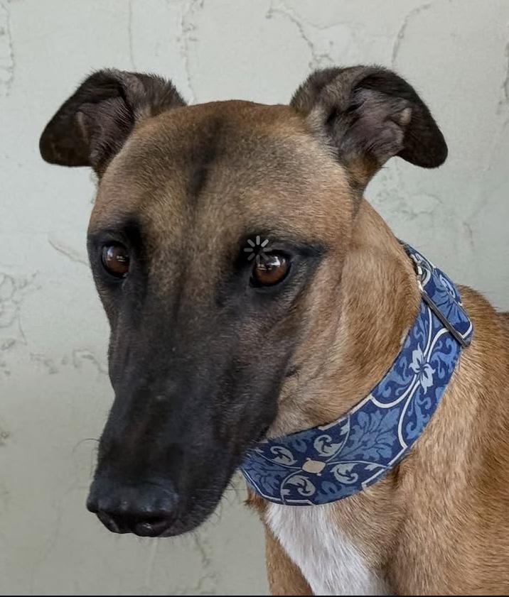 Enlarge Star, a Adoptable Greyhound in Coon Rapids, MN image 1/1
