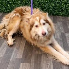 Enlarge Yukon, a Adoptable Alaskan Malamute in Myrtle Beach, SC image 1/1
