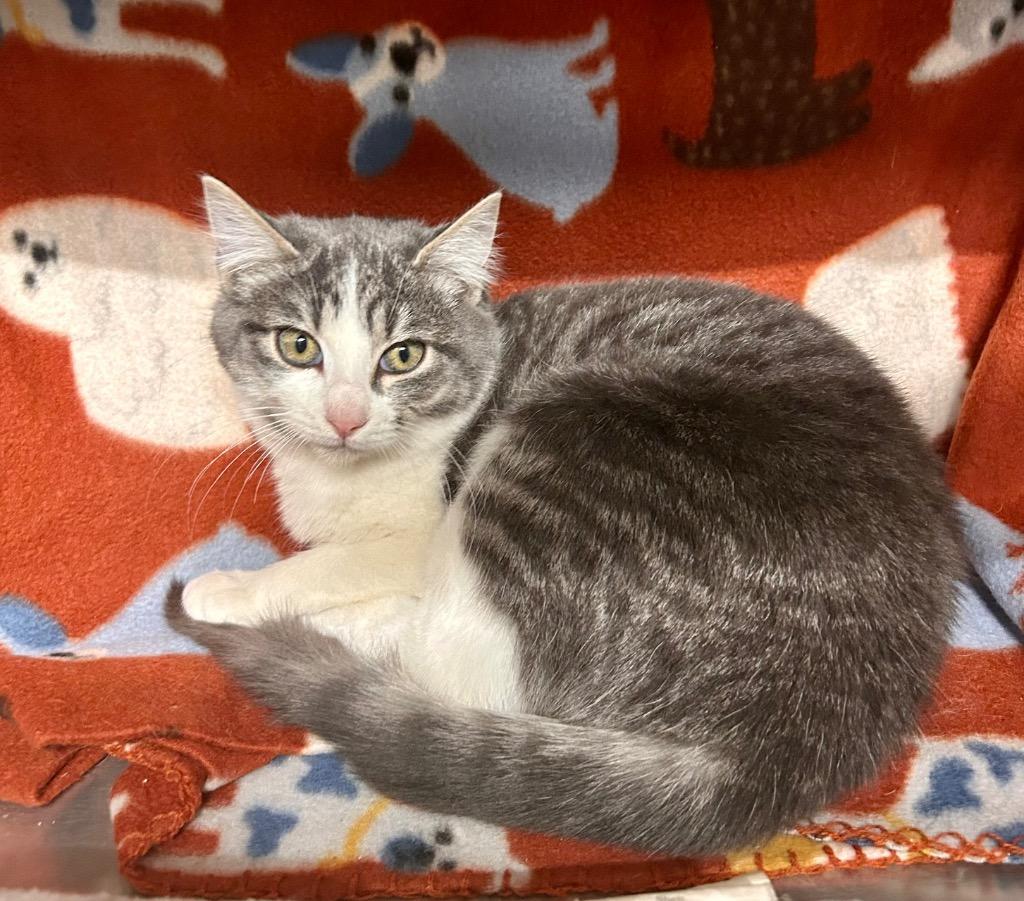 Artemis, Adoptable, Young Female Domestic Short Hair.