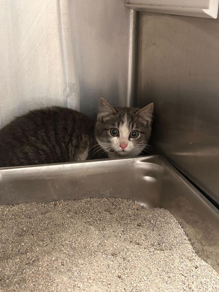 Enlarge Artemis, a Adoptable mixed breed in Minot, ND image 2/2