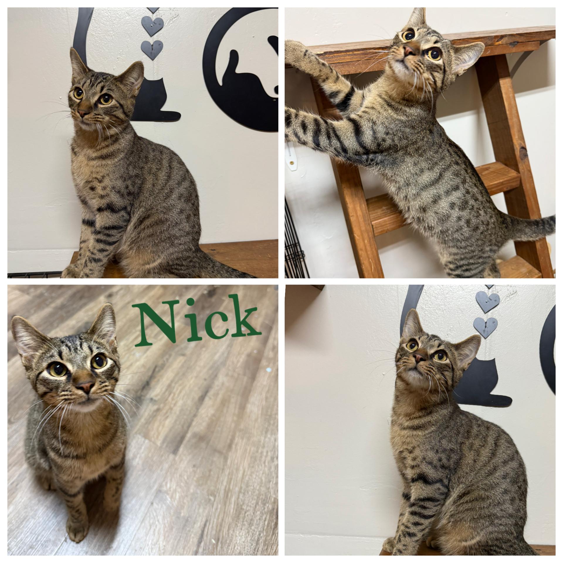 NICK, Adoptable, Young Male Domestic Short Hair & Tabby.