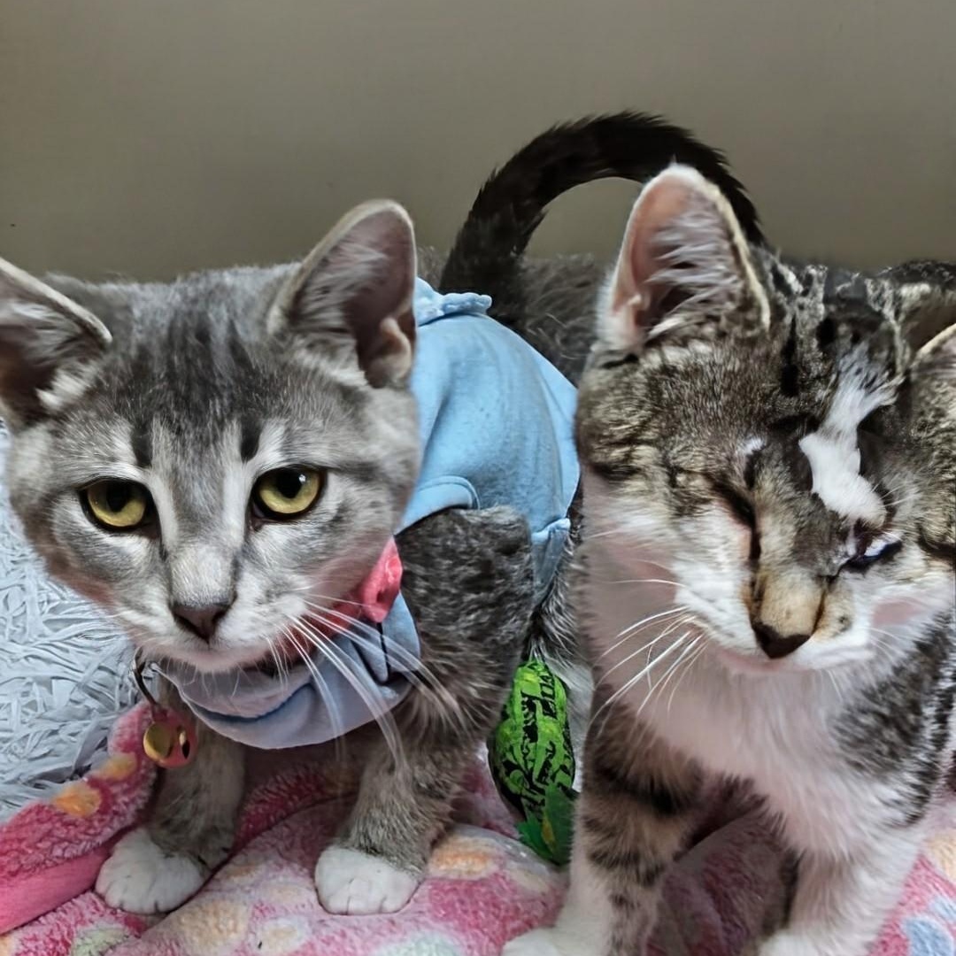 Enlarge CiCi - Bonded with Callie, a Adoptable Domestic Short Hair in West Jefferson, OH image 5/6